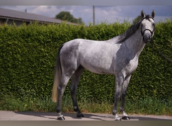 Caballo de deporte alemán, Semental, 4 años, 169 cm, Tordo