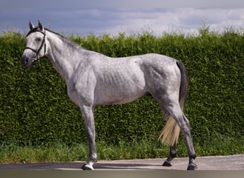 Caballo de deporte alemán, Semental, 4 años, 169 cm, Tordo