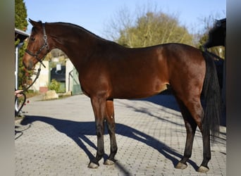 Caballo de deporte alemán, Semental, 4 años, 170 cm, Castaño