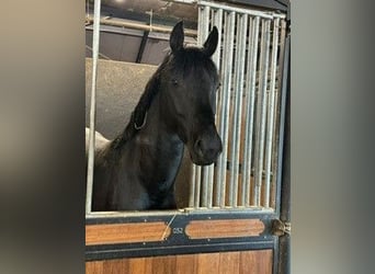 Caballo de deporte alemán, Semental, 4 años, 170 cm, Morcillo