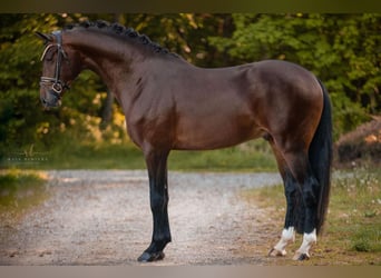 Caballo de deporte alemán, Semental, 4 años, 171 cm, Castaño oscuro