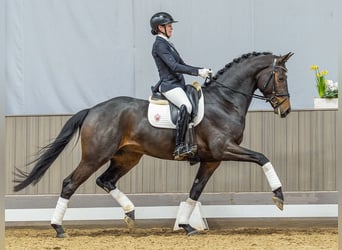 Caballo de deporte alemán, Semental, 4 años, 172 cm, Castaño