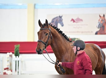 Caballo de deporte alemán, Semental, 4 años, 172 cm, Castaño