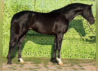 Caballo de deporte alemán, Semental, 4 años, 172 cm, Negro