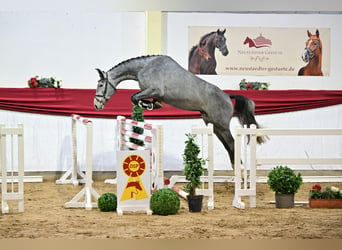 Caballo de deporte alemán, Semental, 4 años, 174 cm, Tordo