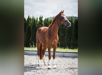 Caballo de deporte alemán, Semental, 5 años, 165 cm, Castaño oscuro