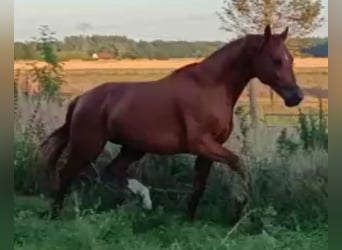 Caballo de deporte alemán, Semental, 5 años, 168 cm, Alazán