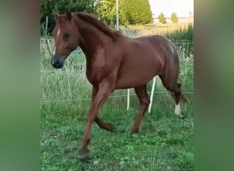 Caballo de deporte alemán, Semental, 5 años, 168 cm, Alazán