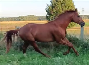 Caballo de deporte alemán, Semental, 5 años, 168 cm, Alazán