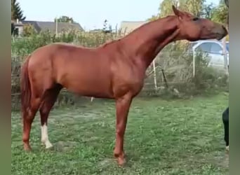 Caballo de deporte alemán, Semental, 5 años, 168 cm, Alazán