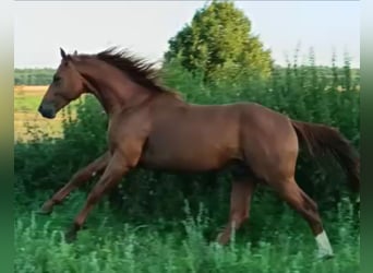 Caballo de deporte alemán, Semental, 5 años, 168 cm, Alazán