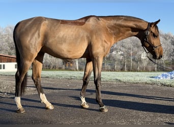 Caballo de deporte alemán, Semental, 5 años, 168 cm, Castaño