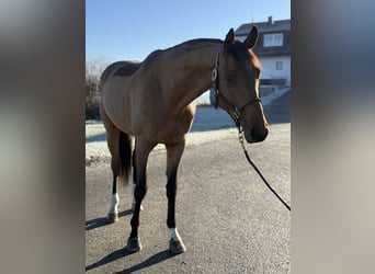 Caballo de deporte alemán, Semental, 5 años, 168 cm, Castaño