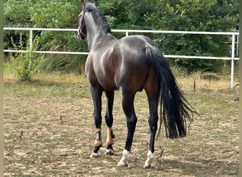 Caballo de deporte alemán, Semental, 5 años, 168 cm, Castaño