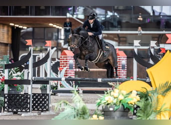 Caballo de deporte alemán, Semental, 5 años, 168 cm, Castaño