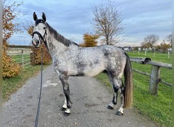 Caballo de deporte alemán, Semental, 5 años, 168 cm, Tordo