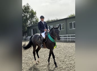 Caballo de deporte alemán, Semental, 5 años, Castaño