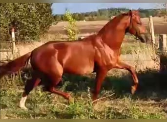 Caballo de deporte alemán, Semental, 6 años, 168 cm