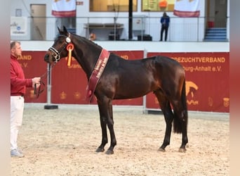 Caballo de deporte alemán, Semental, 6 años, 169 cm, Castaño