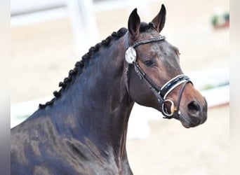 Caballo de deporte alemán, Semental, 6 años, 169 cm, Castaño