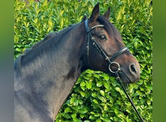 Caballo de deporte alemán, Semental, 6 años, 169 cm, Castaño