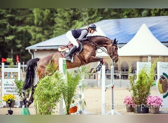 Caballo de deporte alemán, Semental, 6 años, 169 cm, Castaño oscuro