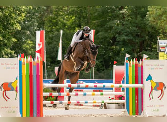 Caballo de deporte alemán, Semental, 6 años, 169 cm, Castaño oscuro