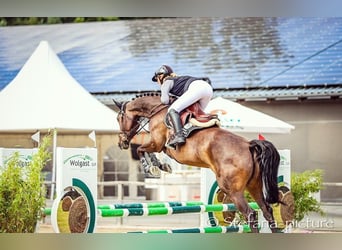 Caballo de deporte alemán, Semental, 6 años, 169 cm, Castaño oscuro