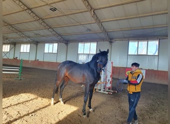 Caballo de deporte alemán, Semental, 6 años, 170 cm, Castaño