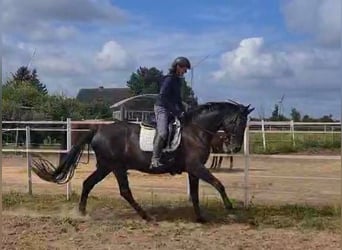 Caballo de deporte alemán, Semental, 7 años, Negro