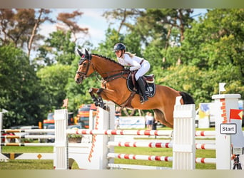 Caballo de deporte alemán, Semental, 8 años, 170 cm, Castaño