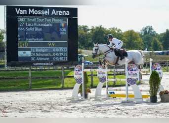 Caballo de deporte alemán, Semental, 9 años, 167 cm, Tordo