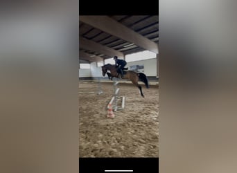 Caballo de deporte alemán, Semental, 9 años, 170 cm, Castaño