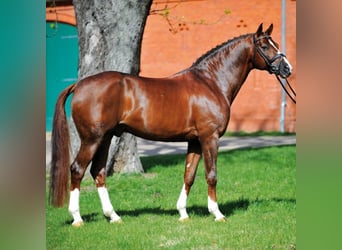 Caballo de deporte alemán, Semental, 22 años, 169 cm, Alazán