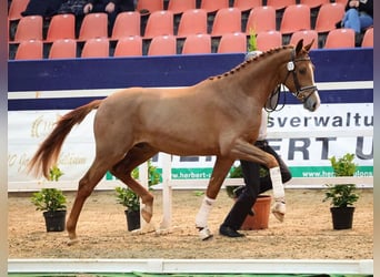 Caballo de deporte alemán, Semental, 3 años, 169 cm, Alazán
