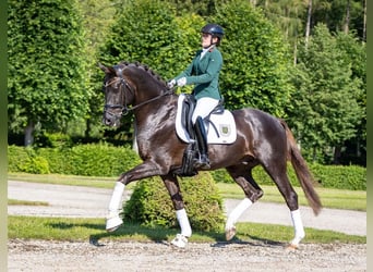 Caballo de deporte alemán, Semental, 6 años, 168 cm, Alazán-tostado