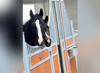 Caballo de deporte alemán, Semental, Potro (01/2024)