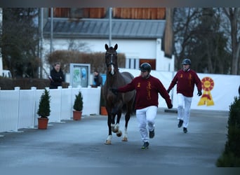 Caballo de deporte alemán, Semental, 4 años, 168 cm, Castaño