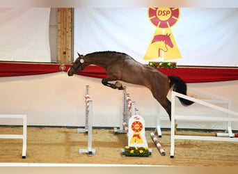 Caballo de deporte alemán, Semental, 4 años, 168 cm, Castaño