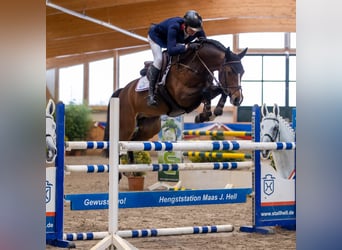 Caballo de deporte alemán, Semental, 10 años, 168 cm, Castaño