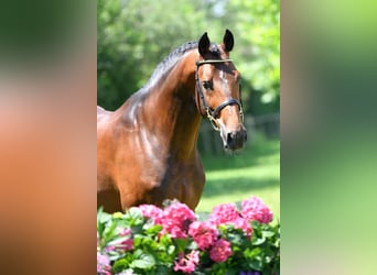 Caballo de deporte alemán, Semental, 9 años, 170 cm, Castaño