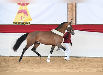 Caballo de deporte alemán, Semental, 3 años, 167 cm, Castaño