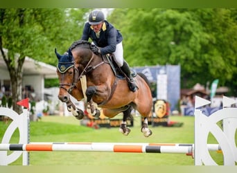 Caballo de deporte alemán, Semental, 9 años, 170 cm, Castaño