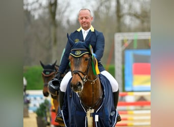 Caballo de deporte alemán, Semental, 9 años, 170 cm, Castaño