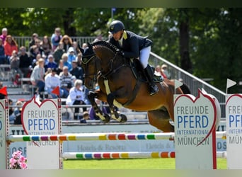 Caballo de deporte alemán, Semental, 9 años, 170 cm, Castaño