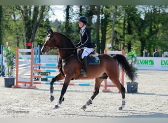 Caballo de deporte alemán, Semental, 9 años, 170 cm, Castaño