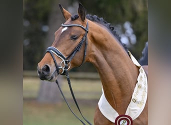 Caballo de deporte alemán, Semental, 3 años, 167 cm, Castaño