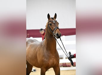 Caballo de deporte alemán, Semental, 3 años, 167 cm, Castaño