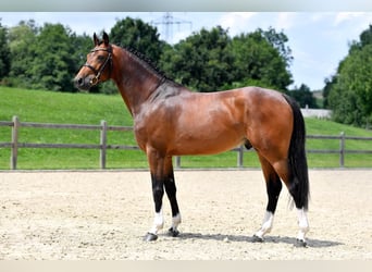 Caballo de deporte alemán, Semental, 9 años, 170 cm, Castaño