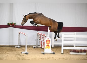 Caballo de deporte alemán, Semental, 3 años, 167 cm, Castaño